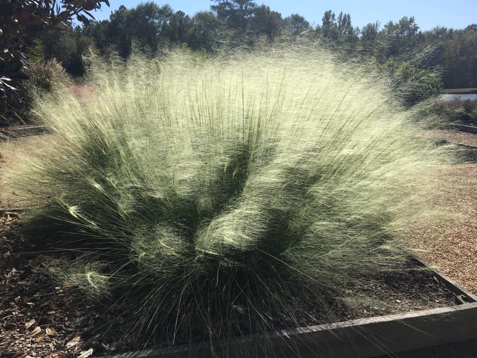 Muhly grass commonly has pink flowers but they also have white varieties. Photo by Heather Kirk-Ballard LSU AgCenter.jpg thumbnail